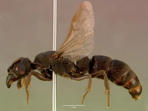 Bothroponera sculpturata - SAM-HYM-C009483B