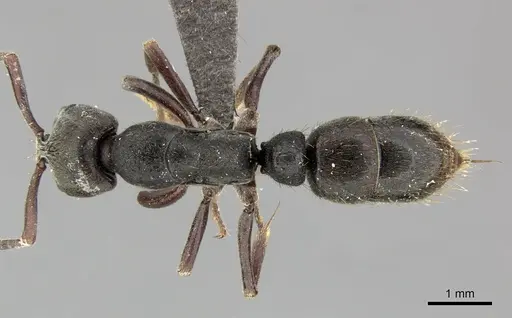 Bothroponera soror specimen