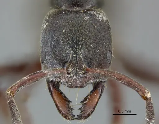 Bothroponera soror specimen