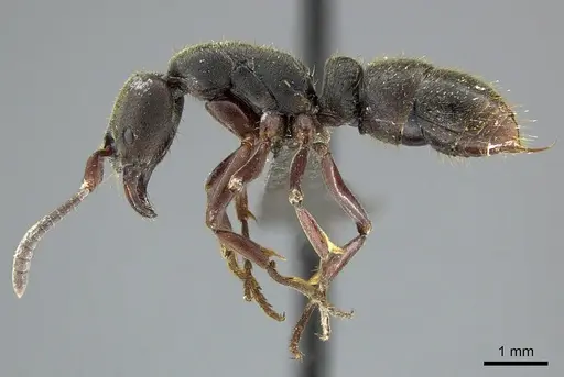 Bothroponera soror specimen