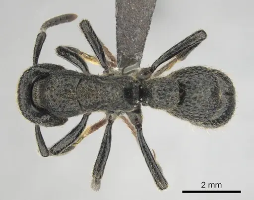 Bothroponera strigulosa specimen