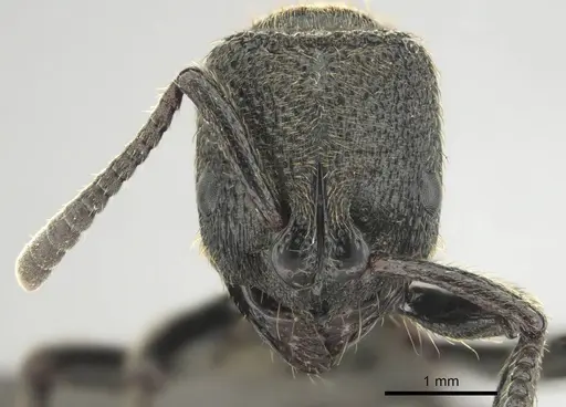 Bothroponera strigulosa specimen