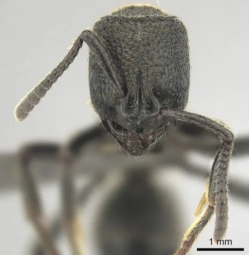 Bothroponera strigulosa specimen