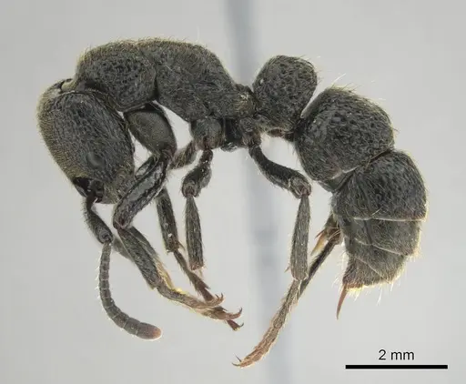 Bothroponera strigulosa - CASENT0251944