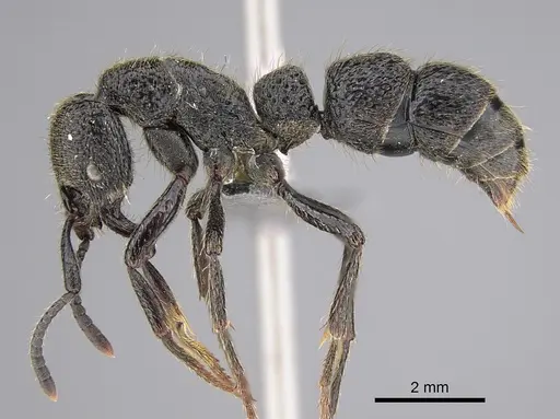 Bothroponera strigulosa - CASENT0888212