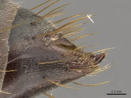 Bothroponera strigulosa - CASENT0900317