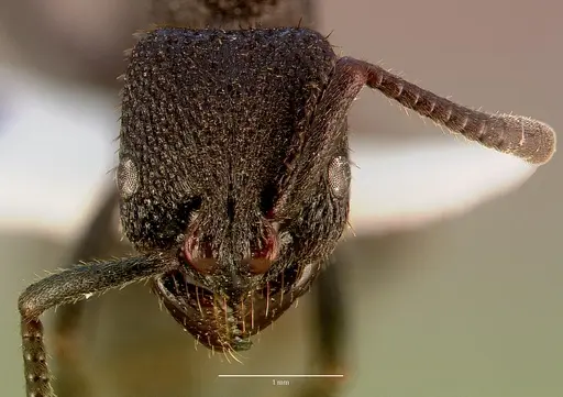 Bothroponera strigulosa - SAM-HYM-C011316A