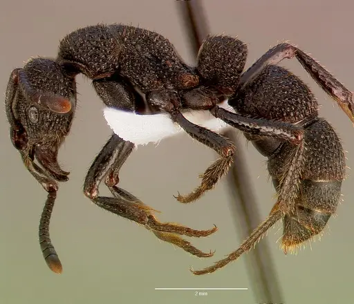 Bothroponera strigulosa - SAM-HYM-C011316A