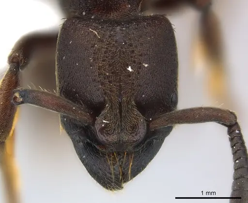 Bothroponera talpa specimen