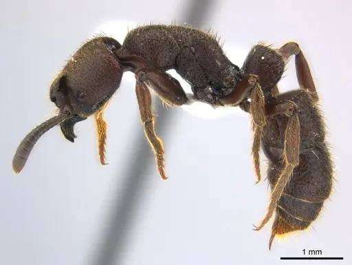 Bothroponera talpa specimen