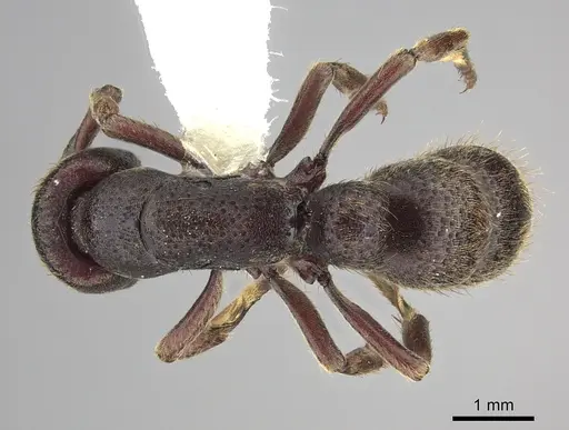 Bothroponera talpa - CASENT0249208