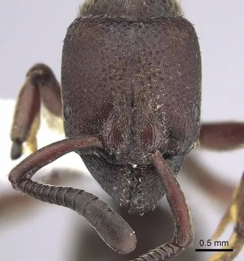 Bothroponera talpa - CASENT0249208