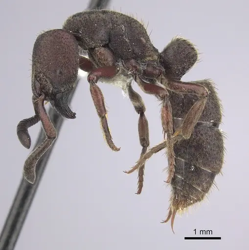 Bothroponera talpa - CASENT0249208