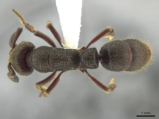 Bothroponera talpa - CASENT0629608