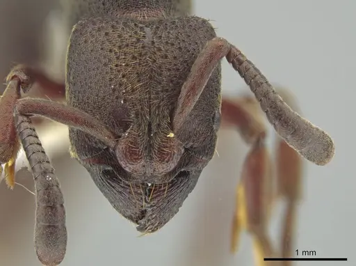 Bothroponera talpa - CASENT0629608