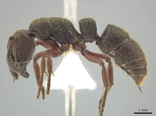 Bothroponera talpa - CASENT0629608