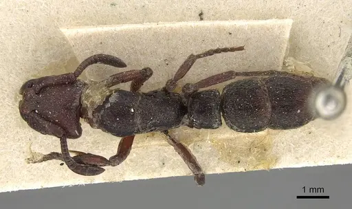 Bothroponera talpa - CASENT0922352