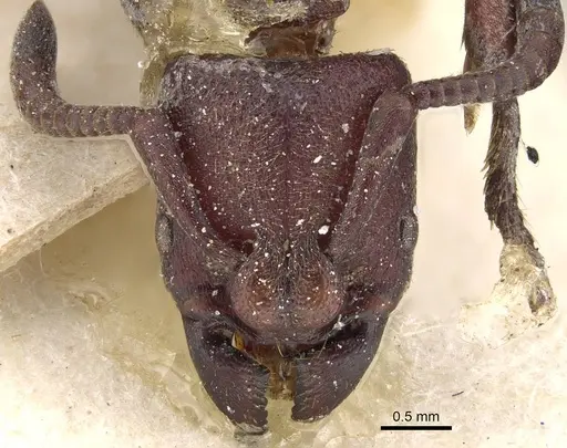 Bothroponera talpa - CASENT0922352