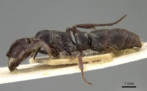 Bothroponera talpa - CASENT0922352