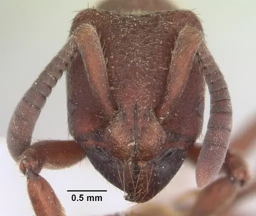 Bothroponera talpa - SAM-HYM-C007964