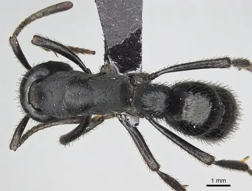 Bothroponera tavaratra specimen