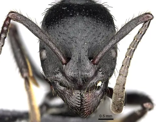 Bothroponera tavaratra specimen