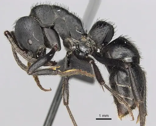 Bothroponera tavaratra specimen