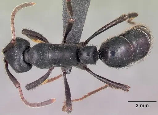 Bothroponera tavaratra - CASENT0410152