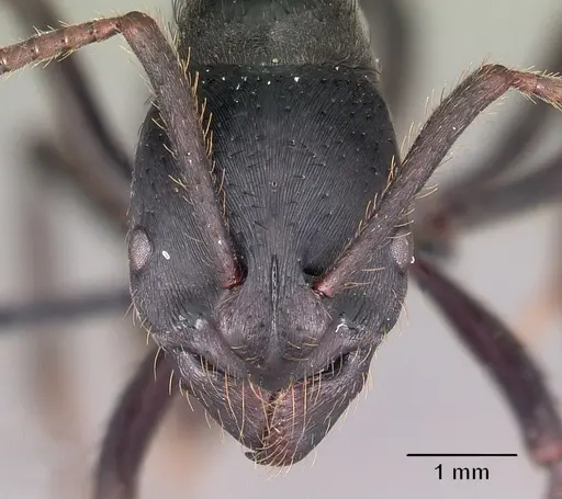 Bothroponera tavaratra - CASENT0410152