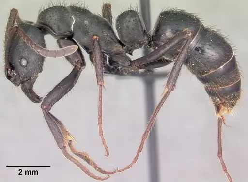 Bothroponera tavaratra - CASENT0410152