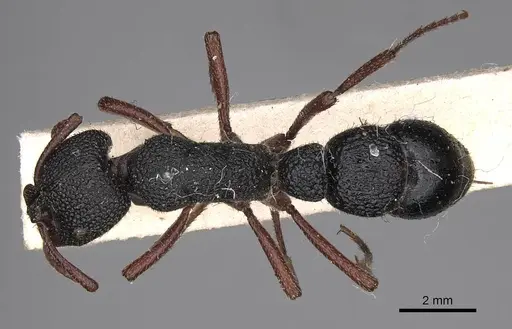 Bothroponera umgodikulula specimen