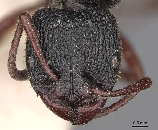 Bothroponera umgodikulula specimen