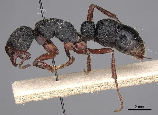 Bothroponera umgodikulula specimen