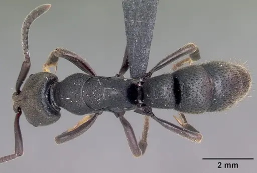 Bothroponera wasmannii specimen