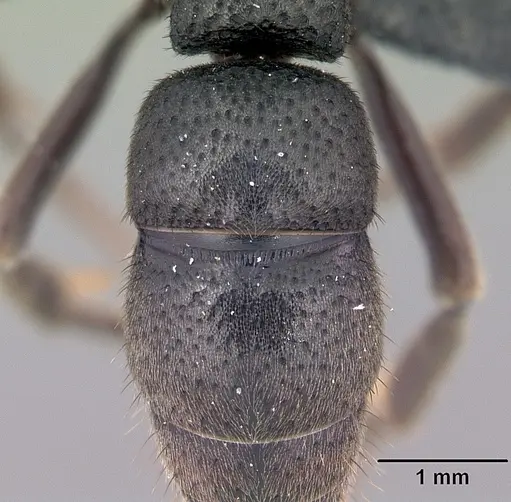 Bothroponera wasmannii specimen