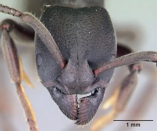 Bothroponera wasmannii specimen