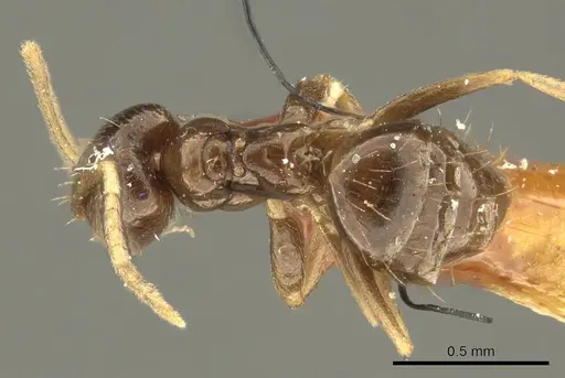 Brachymyrmex admotus specimen