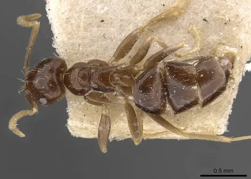 Brachymyrmex admotus - USNMENT00757148