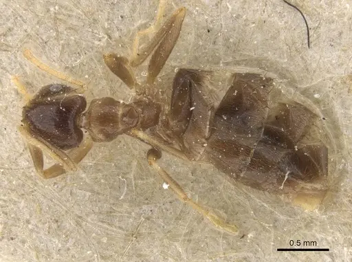Brachymyrmex antennatus specimen