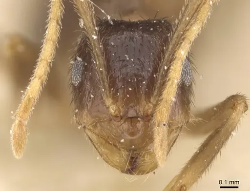 Brachymyrmex antennatus specimen