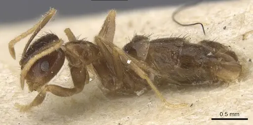 Brachymyrmex antennatus specimen