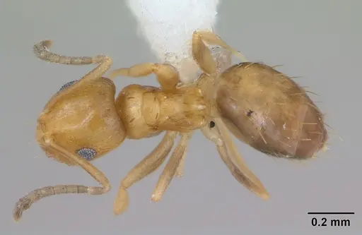 Brachymyrmex aphidicola specimen