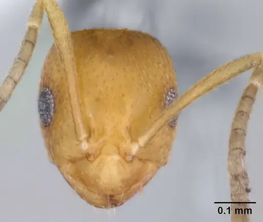 Brachymyrmex aphidicola specimen
