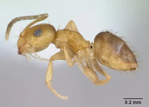 Brachymyrmex aphidicola specimen