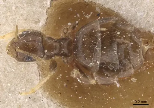 Brachymyrmex attenuatus specimen