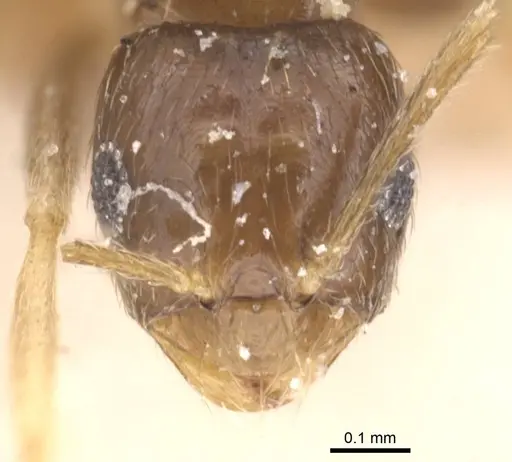 Brachymyrmex attenuatus specimen