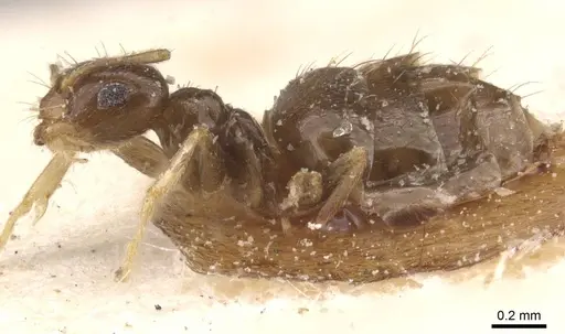 Brachymyrmex attenuatus specimen