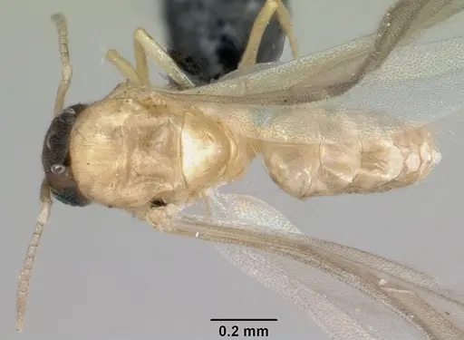Brachymyrmex australis specimen