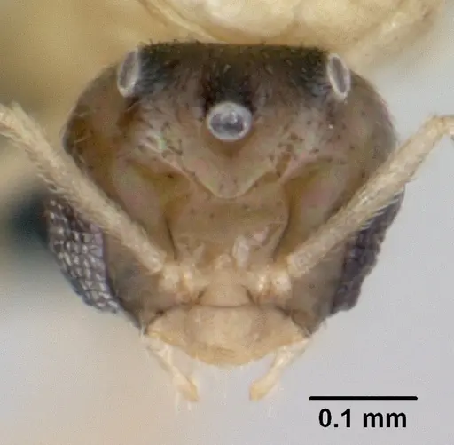 Brachymyrmex australis specimen