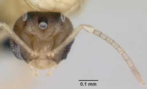 Brachymyrmex australis specimen